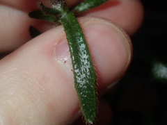 Scaevola glandulifera