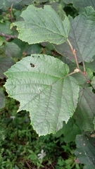 Corylus heterophylla