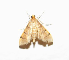 Omiodes indicata