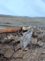 Digrammia ocellinata