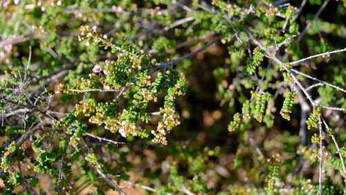 Thryptomene denticulata, photograph 3