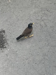 Acridotheres tristis