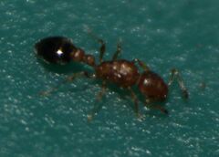 Cardiocondyla obscurior