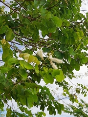 Magnoliopsida