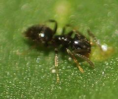 Brachymyrmex obscurior