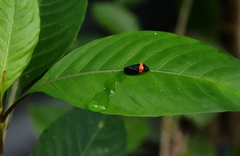 Phymatostetha deschampsi