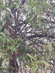Cyanistes teneriffae palmensis