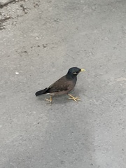 Acridotheres tristis