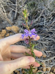 Scaevola glandulifera