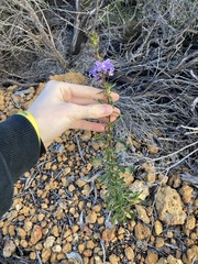 Scaevola glandulifera