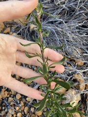 Scaevola glandulifera
