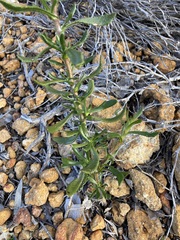 Scaevola glandulifera