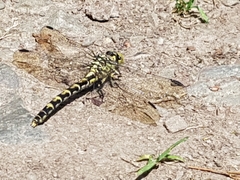 Onychogomphus forcipatus