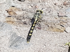 Onychogomphus forcipatus