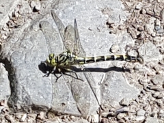 Onychogomphus forcipatus