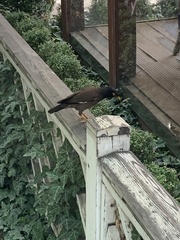 Acridotheres tristis