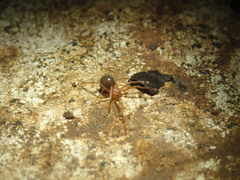 Eidmannella pallida