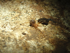 Eidmannella pallida