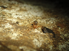 Eidmannella pallida