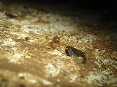 Eidmannella pallida
