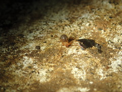 Eidmannella pallida