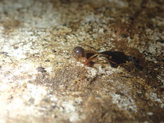 Eidmannella pallida