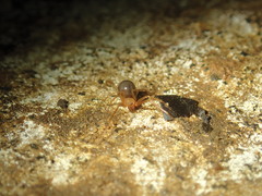 Eidmannella pallida