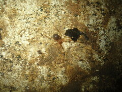 Eidmannella pallida