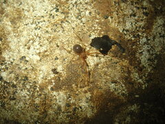 Eidmannella pallida