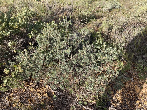 Image of Banksia carlinoides by (c) Thomas Mesaglio, some rights reserved (CC BY)