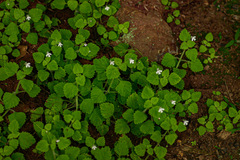 Diclis tenella