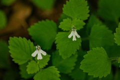 Diclis tenella
