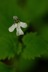 Diclis tenella