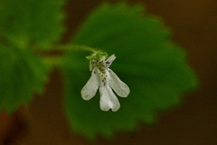 Diclis tenella
