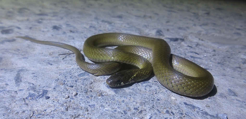 Japanese Keelback in August 2022 by Yucheol Shin · iNaturalist