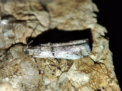 Pseudacrobasis tergestella