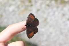 Erebia pronoe