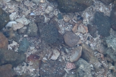 Epixanthus frontalis