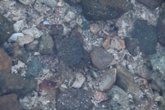 Epixanthus frontalis