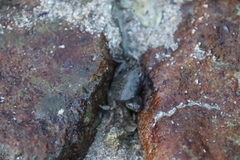 Epixanthus frontalis