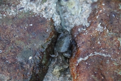 Epixanthus frontalis