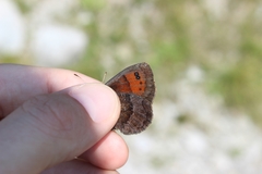 Erebia pronoe