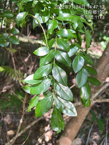 Fraxinus griffithii