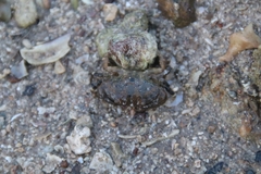 Leptodius affinis