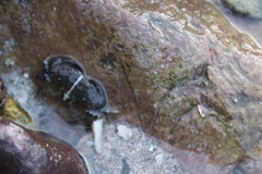 Leptodius affinis