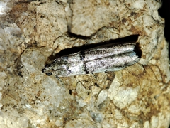 Pseudacrobasis tergestella