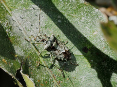 Bromocoris