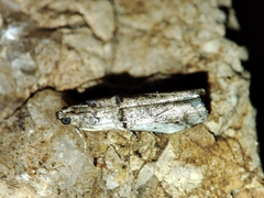 Pseudacrobasis tergestella