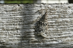 Eudonia truncicolella