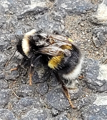 Bombus jonellus